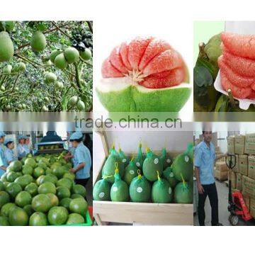 Hoang Kim Vietnam's Fresh Pomelo with Best Price