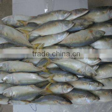 Short Bolied Mackerel High Quality