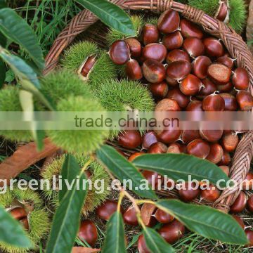 chinese dried chestnut kernels