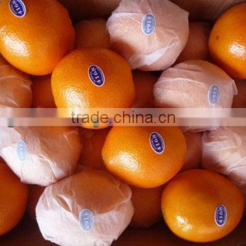 sweet big navel orange