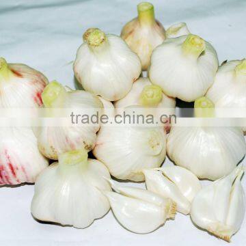 Wholesale normal white fresh garlic with mesh bag or ctn