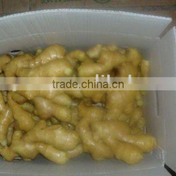 Semi-dry ginger of high quality