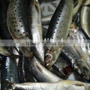 Sardine