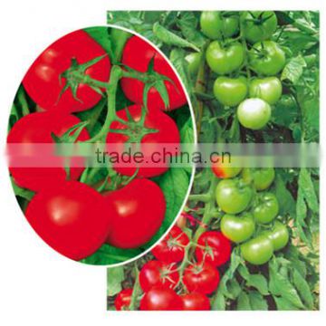 High Quality Chinese Hybrid F1 Vegetable Seeds Tomato Seed For Sale-American Star