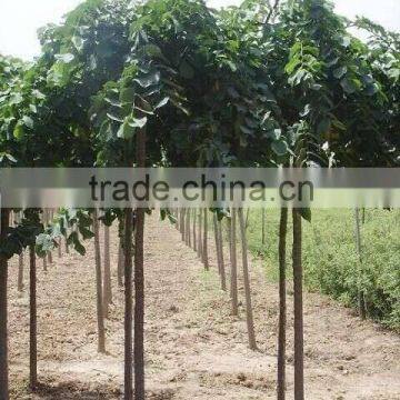 Ulmus Pumila L. Seedling photo-3