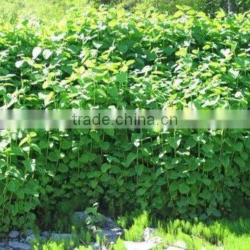 Giant Knotweed Extract Powder