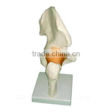 Vivid Human Body Anatomy Pelvic Bone Model photo-4