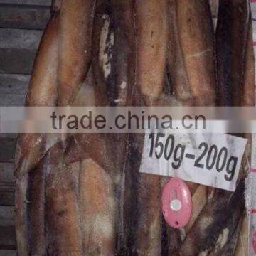 Frozen Illex Squid photo-5