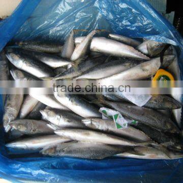 Sea Frozen Pacific Mackerel 150~250g photo-3
