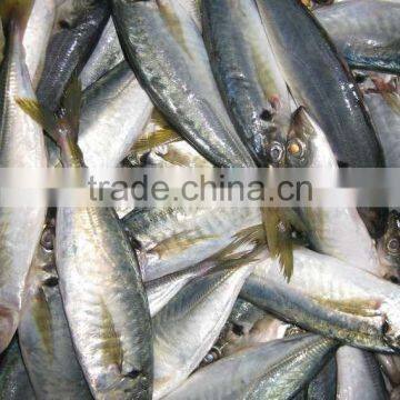 frozen horse mackerel