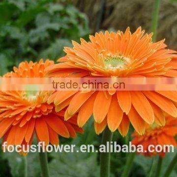 Fresh Cut Yellow Golden Sun Gerberas With Good Quality