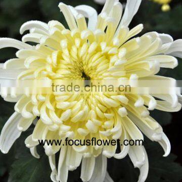 promotional jasmine flower price kenya flowers exporters single white chrysanthemum to friends