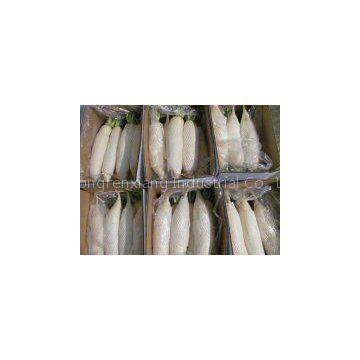 White Turnip photo-2