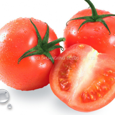 High germination hybrid high yield red tomato seeds