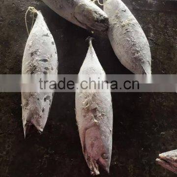 Longline Frozen Skipjack Tuna ( Katsuwonus Pelamis) photo-2