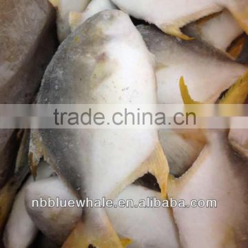 fresh frozen golden pomfret fish 300-500G