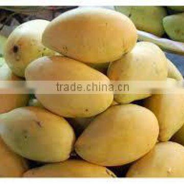 HOT SALE FRESH MANGO - GOOD QUALITY AND BEST PRICE