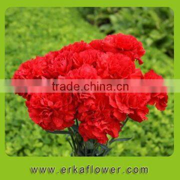 Good smell crazy selling hot selling carnation