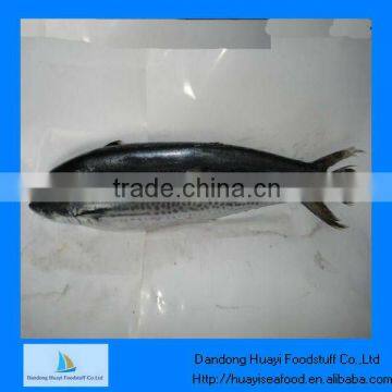 Frozen Fishing Product
