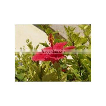 Hibiscus Flower Plant Extract Powder