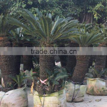 Factory supply king cycad dioon