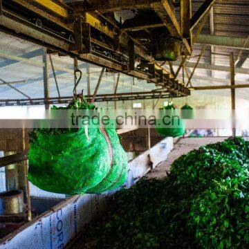 High Quality Tea and Compitive Price Green Tea SP2 photo-4