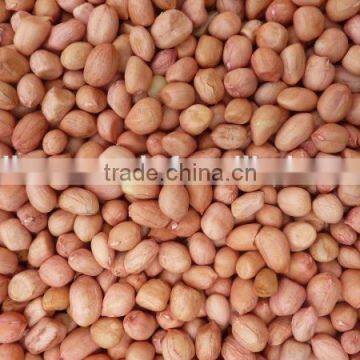 PEANUTS KERNEL JAVA photo-2