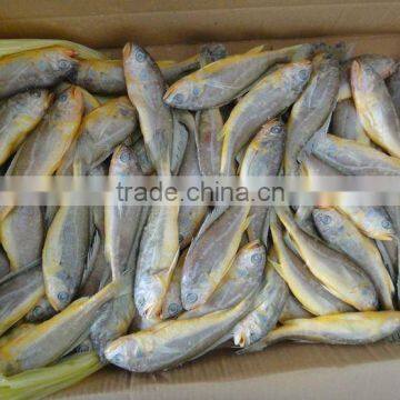 Little Yellow Croaker