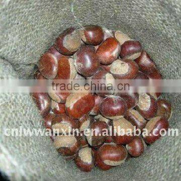 laiwu wanxin fresh chestnut