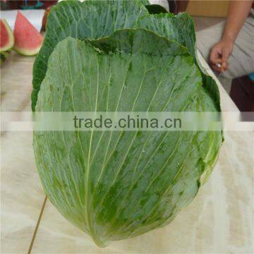 New crop flat cabbage/round cabbage for sale