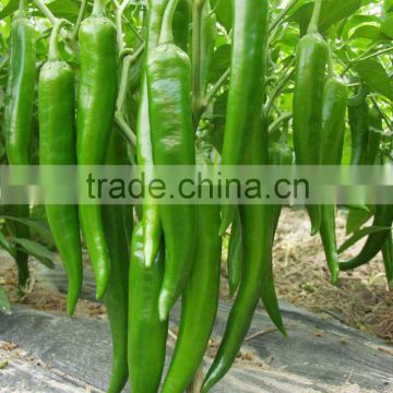 Hot sale hybrid high yield chili pepper seeds-XY 158