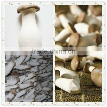 2013 Top quality Pleurotus eryngii /king oyster mushroom