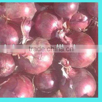 Chinese Fresh Onion