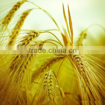 Shandong Tianjiu supply food ingredients and additives malt extract