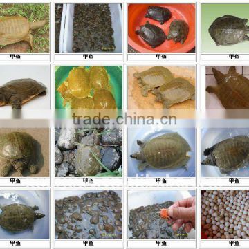 Floating tortoise feed mill device with good price for manufactures