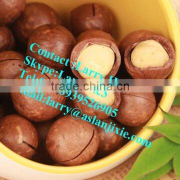Macadamia Nut Tapping Machine/Macadamia Nut Sheller photo-6