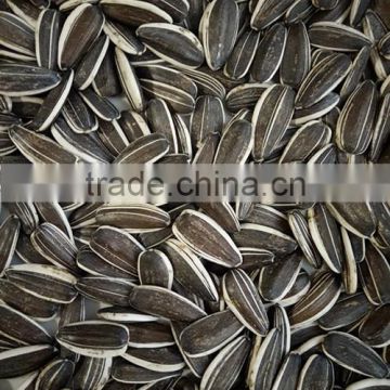 Hot sell China sunflower seeds Big Size