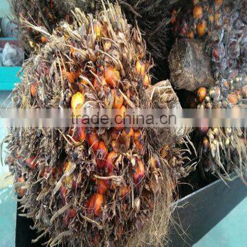 CE Approved Screw Type Palm Oil Press Machine for Manufacturer photo-3