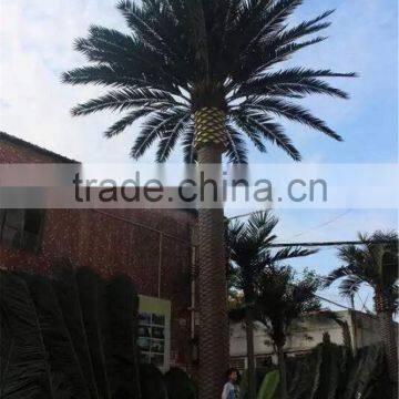 CHY020932 20ft Outdoor Landscaping Date Plam Tree photo-2