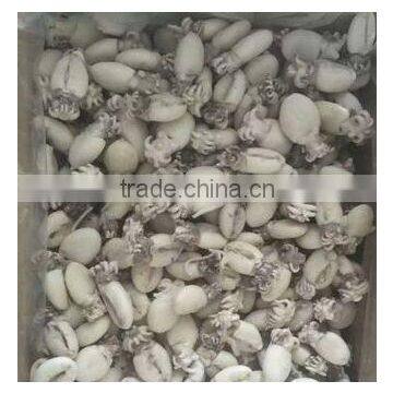 Frozen Cuttlefish photo-3