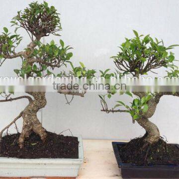 Ficus Microcarpa Bonsai Tree in 15cm,20cm, 25cm ,30cm Pot