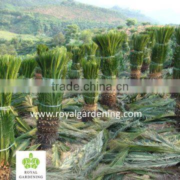 Cycas Revoluta ( Sago Palm ) Nursery photo-2