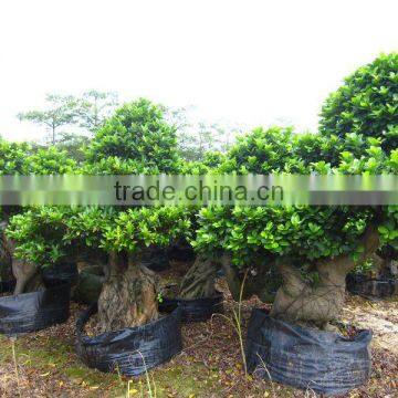 Ficus microcarpa retailer