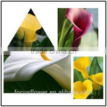 Fresh Cut Flowers Real Touch Calla Lily With Different Colors For Decoration