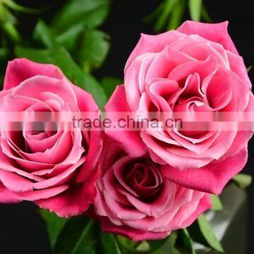 Fresh cut rose flowers wedding table centerpiece decoration wholesale from China