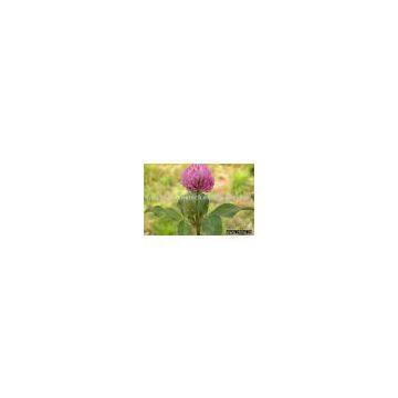 Red Clover Extract