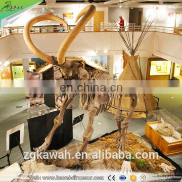 KAWAH China Supplier Real Animal Skull Replica Museum Artificial Lifelike Mammoth Fossil For Sale