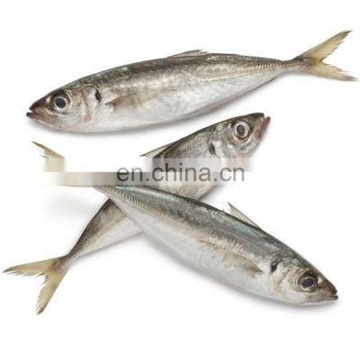 frozen small eye horse mackerel frozen horse mackerel fish whole round round scad