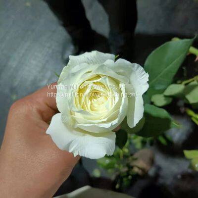 China Supply Long Stem Fresh Roses Natural Bulk Flowers Fresh Cut Roses From China 20pcs/bundle photo-5