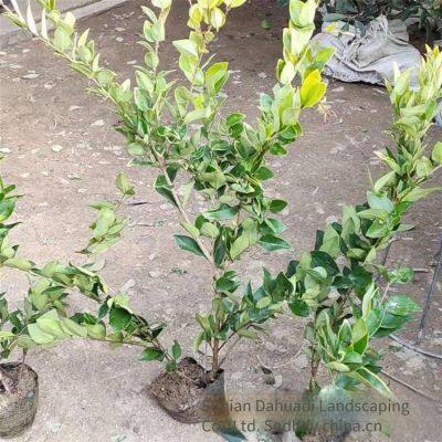 the Ligustrum Japonicum 'howardii' Balls With a Crown Width of 1 Meter Are Inexpensive and Have a High Survival Rate. photo-4